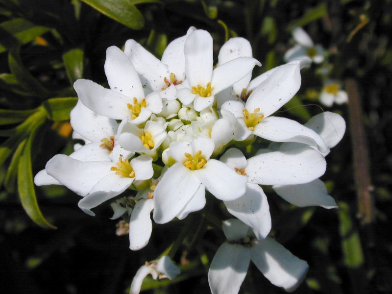 Iberis sempervirens - Immergrüne Schleifenblume