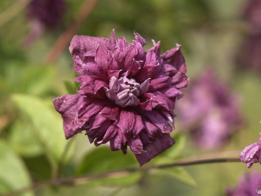 Clematis viticell.'Purpurea Plena Elegans' - Italienische Waldreb.'Purpurea Pl.Elegans'