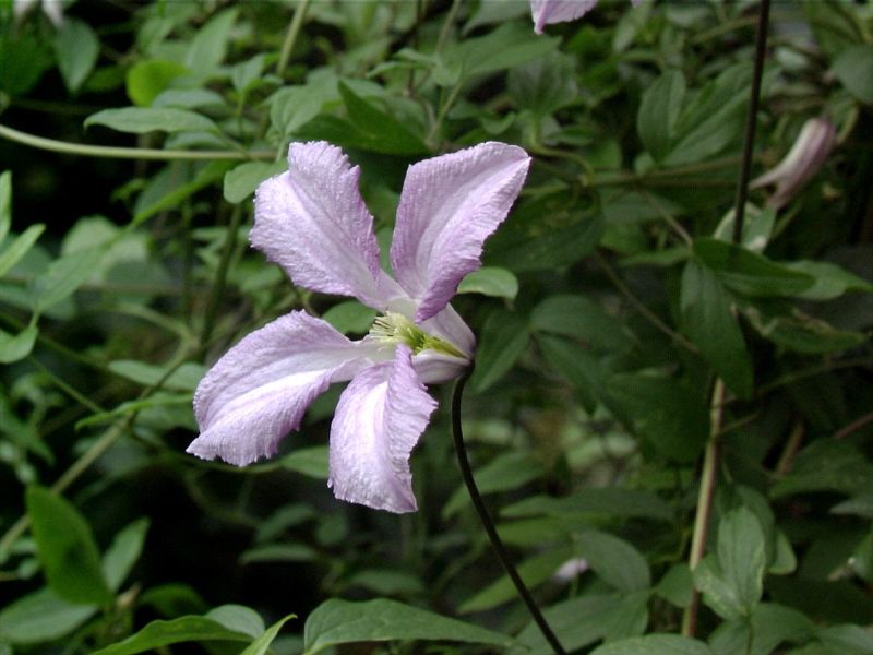 Clematis viticella 'Betty Corning' - Italienische Waldrebe 'Betty Corning'