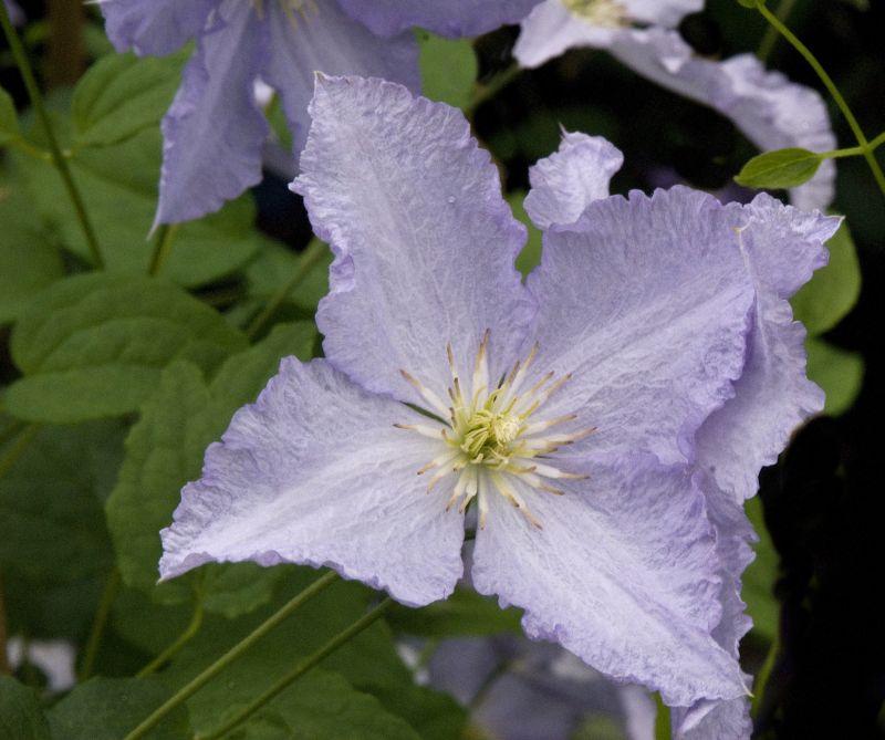 Clematis viticella 'Blue Angel' - Italienische Waldrebe 'Blue Angel'
