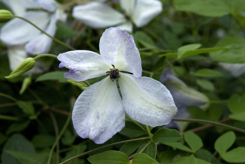 Clematis viticella 'Caerulea Luxurians' - Italienische Waldrebe 'Caerulea Luxurians'