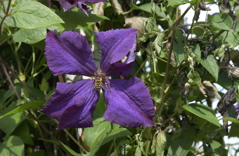 Clematis viticella 'Polish Spirit' - Italienische Waldrebe 'Polish Spirit'