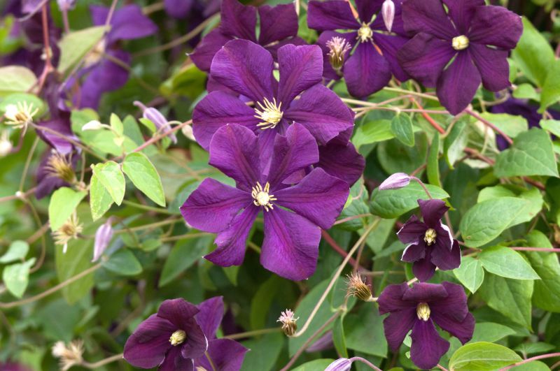 Clematis viticella 'Rubra' - Italienische Waldrebe 'Rubra'