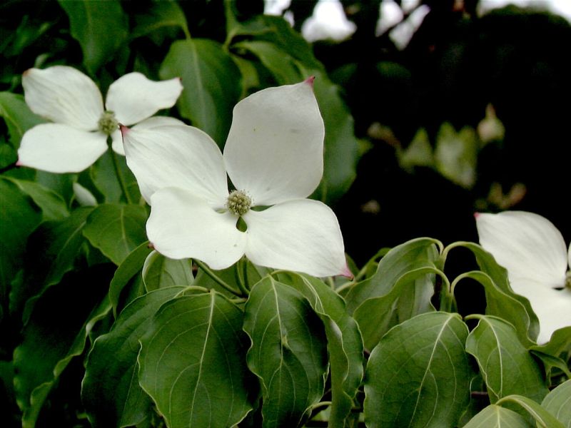 Cornus kousa chinensis 'Schmetterling' - Jap.Blumen-Hartriegel 'Schmetterling'