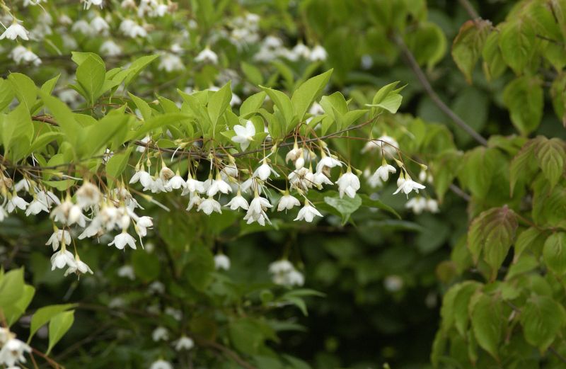Styrax japonicus - Jap.Storaxbaum
