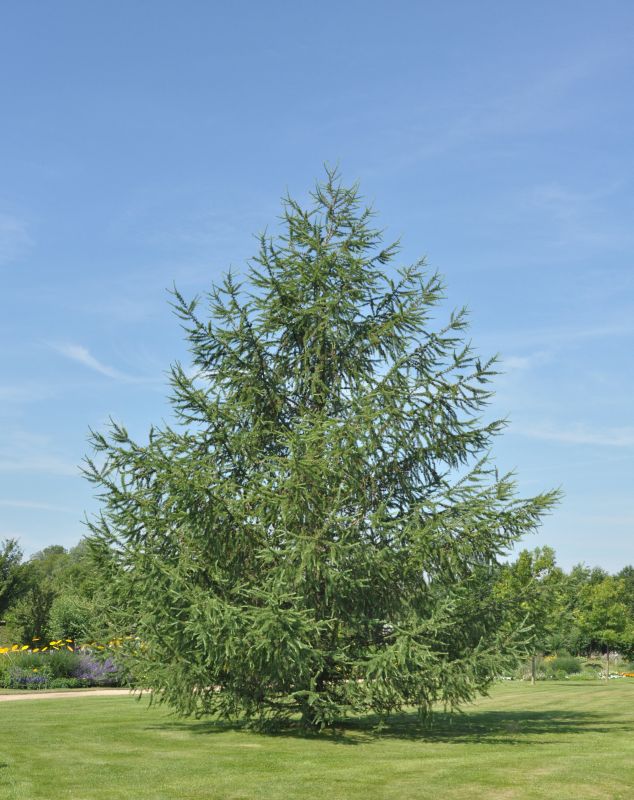 Larix kaempferi - Japan.Lärche