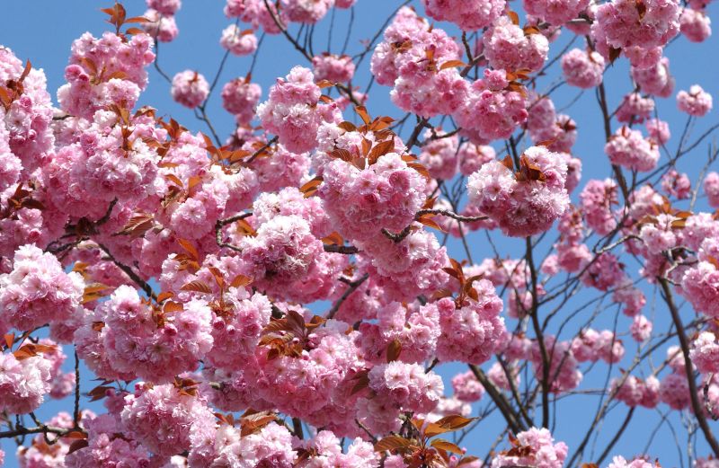 Prunus serrulata Kanzan - Japan.Nelkenkirsche 'Kanzan'