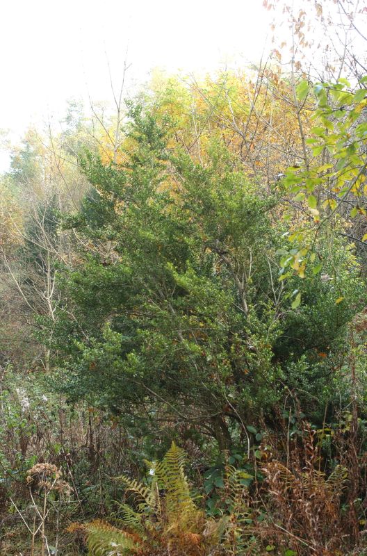 Ilex crenata - Japan-Stechpalme