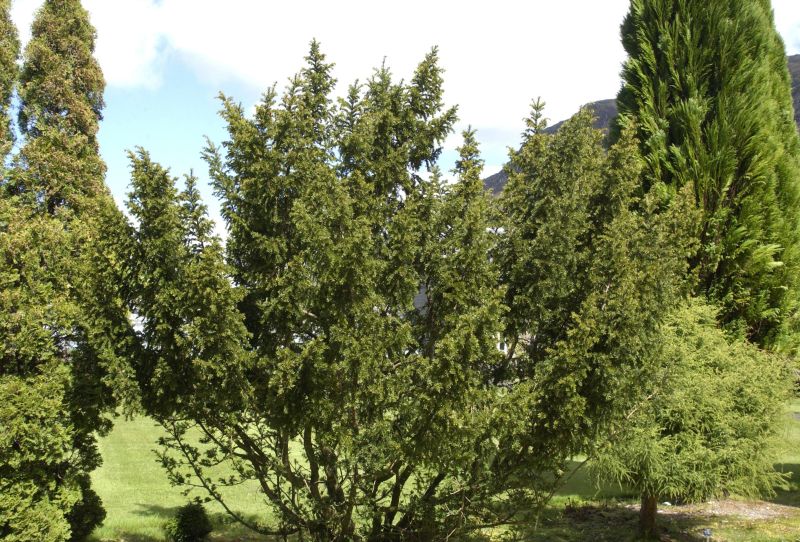 Taxus cuspidata 'Nana' - Japan.Zwergeibe