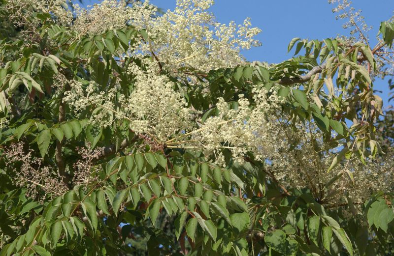 Aralia elata - Japanische Aralie