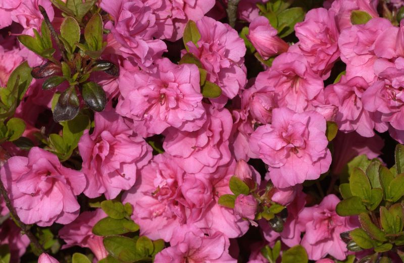 Rhododendron obt.'Babuschka' ® - Japanische Azalee 'Babuschka' ®