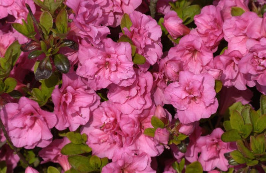Rhododendron obt.'Babuschka' ® - Japanische Azalee 'Babuschka' ®