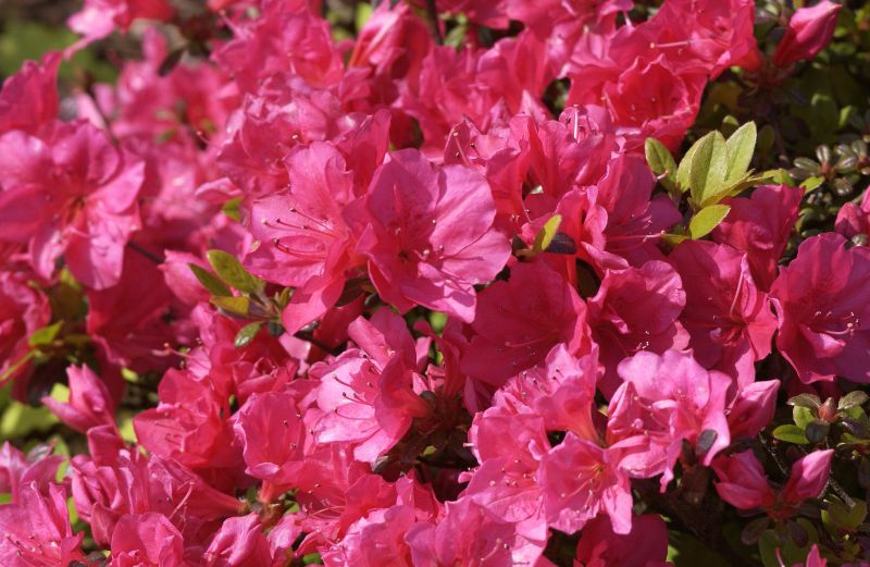 Rhododendron obt.'Canzonetta' - Japanische Azalee 'Canzonetta'