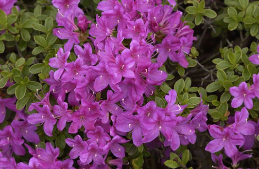 Rhododendron obt.'Diamant Himmelblau' ® - Japanische Azalee 'Diamant Himmelblau' ®