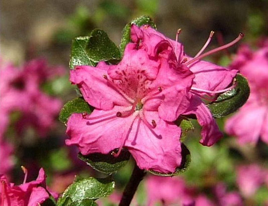 Rhododendron obt.'Diamant Lachs' ® - Japanische Azalee 'Diamant Lachs' ®