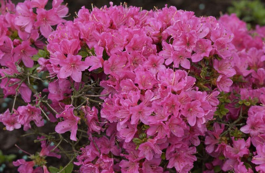 Rhododendron obt.'Diamant Rosa' ® - Japanische Azalee 'Diamant Rosa' ®