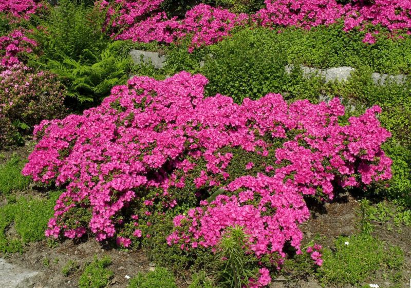 Rhododendron obt.'Diamant Rot' ® - Japanische Azalee 'Diamant Rot' ®