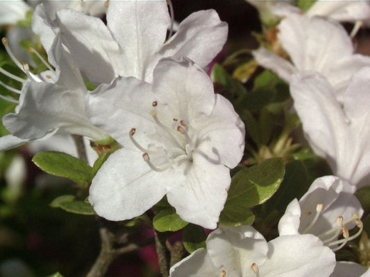 Rhododendron obt.'Diamant Weiß' ® - Japanische Azalee 'Diamant Weiß' ®