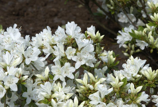 Rhododendron obt.'Kermesina Alba' - Japanische Azalee 'Kermesina Alba'