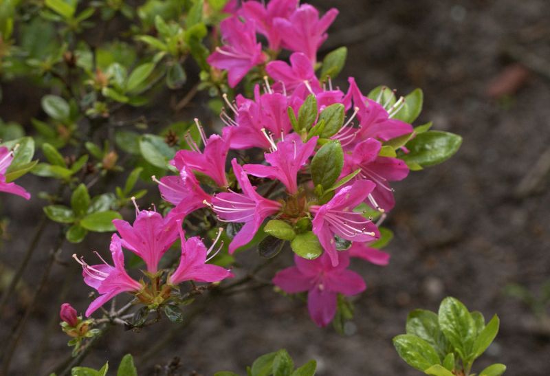 Rhododendron obt.'Kermesina' - Japanische Azalee 'Kermesina'