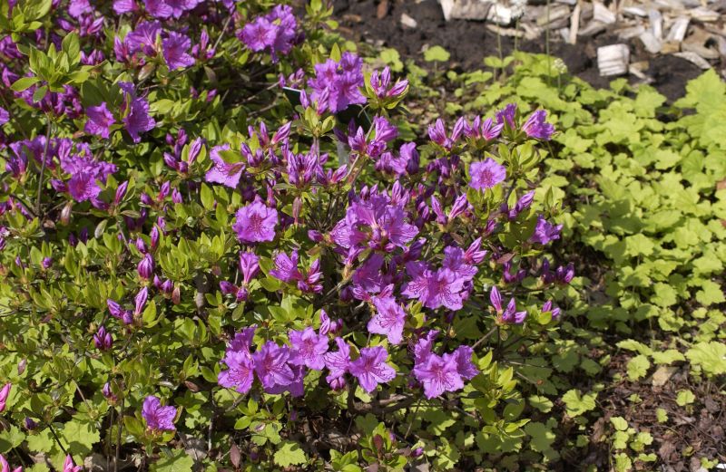 Rhododendron obt.'Königstein' - Japanische Azalee 'Königstein'