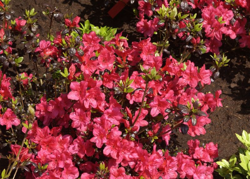 Rhododendron obt.'Maruschka' ® - Japanische Azalee 'Maruschka' ®