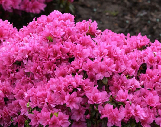 Rhododendron obt.'Melina' - Japanische Azalee 'Melina'