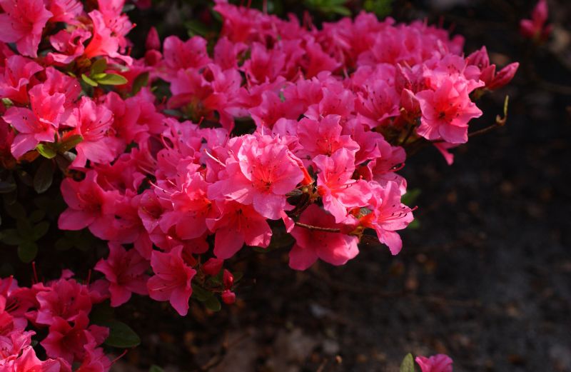 Rhododendron obt.'Michiko' - Japanische Azalee 'Michiko'