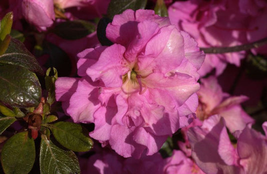 Rhododendron obt.'Petticoat' ® - Japanische Azalee 'Petticoat' ®