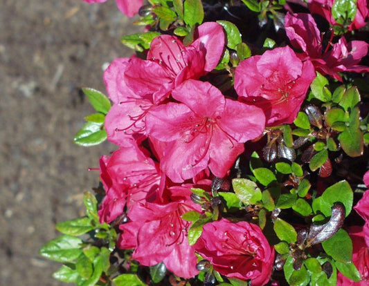 Rhododendron obt.'Purpurkissen' ® - Japanische Azalee 'Purpurkissen' ®
