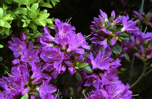 Rhododendron obt.'Purpurtraum' - Japanische Azalee 'Purpurtraum'