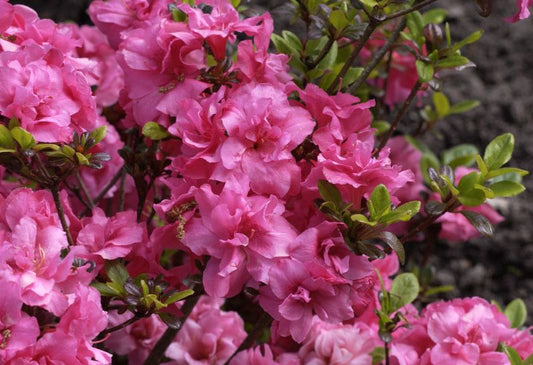 Rhododendron obt.'Rokoko' - Japanische Azalee 'Rokoko'