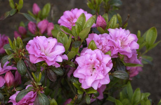 Rhododendron obt.'Rosinetta' ® - Japanische Azalee 'Rosinetta' ®