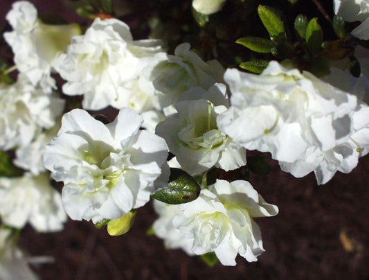 Rhododendron obt.'Schneeperle' ® - Japanische Azalee 'Schneeperle' ®