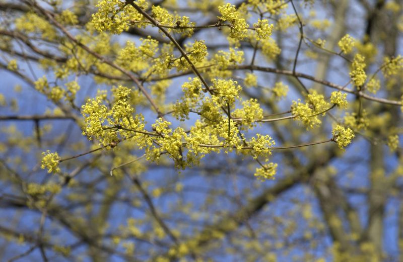 Cornus officinalis - Japanische Kornelkirsche