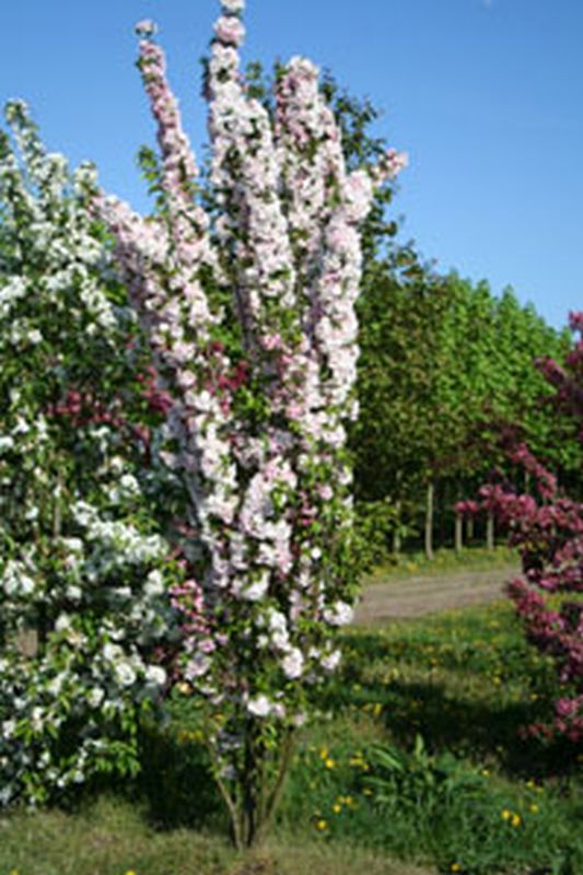 Prunus serrulata 'Amanogawa' CAC - Japanische Säulenkirsche