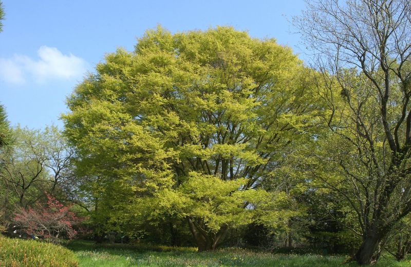 Zelkova serrata - Japanische Zelkove