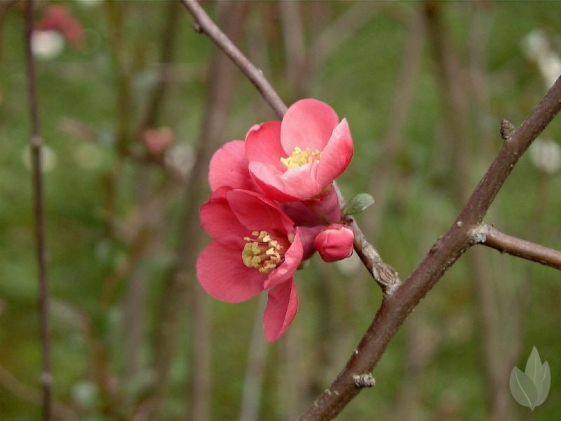 Chaenomeles 'Eximia' - Japanische Zierquitte 'Eximia'