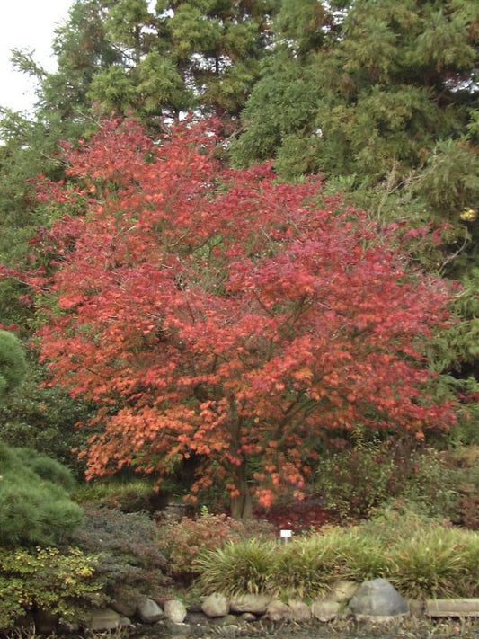 Acer japonicum 'Aconitifolium' - Japanischer Feuerahorn