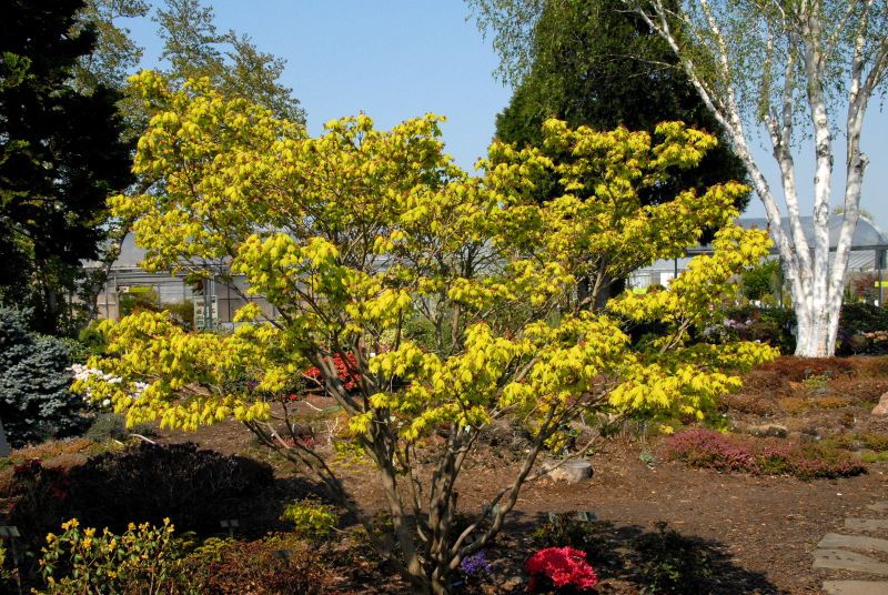 Acer shirasawanum 'Aureum' - Japanischer Goldahorn 'Aureum'