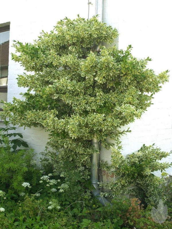 Euonymus japonicus 'Bravo' - Japanspindel 'Bravo'