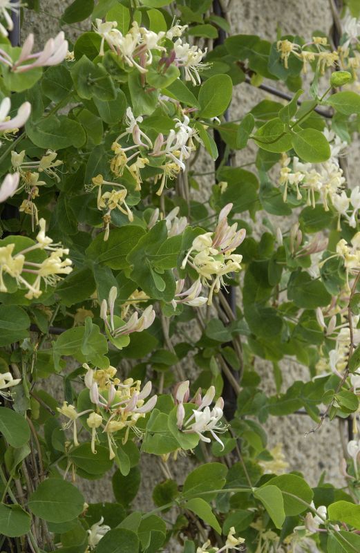 Lonicera caprifolium - Jelängerjelieber