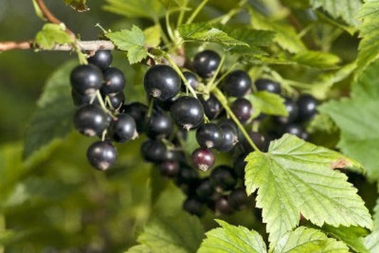 Ribes nigrum 'Hedda' CAC - Johannisbeere 'Hedda'