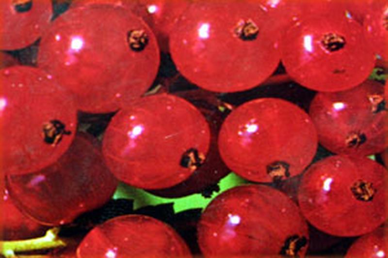 Ribes rubrum 'Jonkheer van Tets' CAC - Johannisbeere 'Jonkheer van Tets' früh