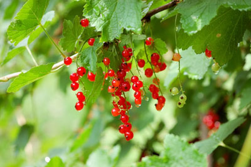 Ribes rubrum 'Rosetta' CAC - Johannisbeere 'Rosetta' mittel