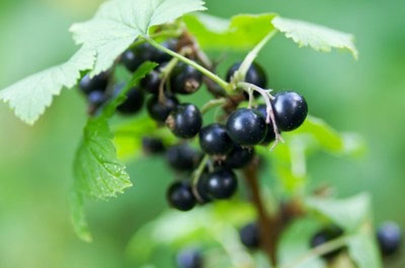 Ribes nigrum 'Tenah' CAC - Johannisbeere 'Tenah'