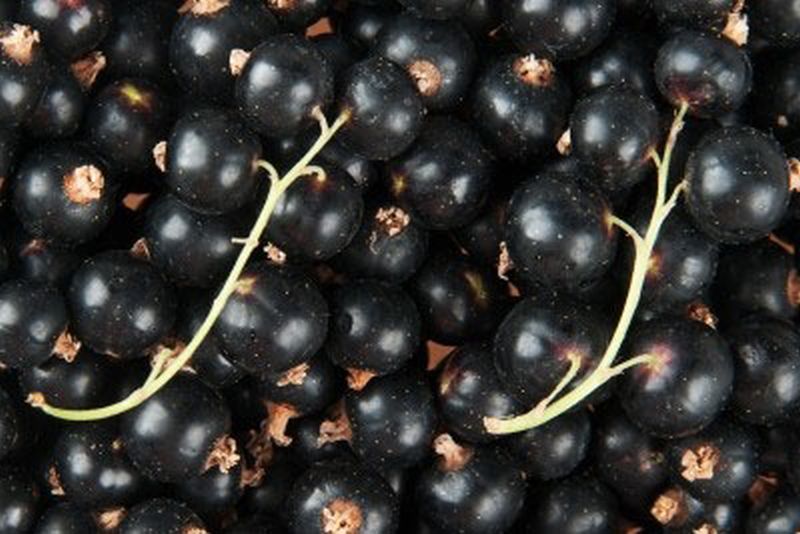 Ribes nigrum 'Titania' -S- CAC - Johannisbeere 'Titania' -S-