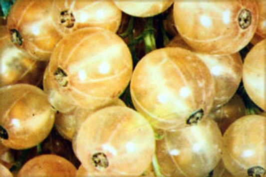 Ribes sativum 'Weiße Versailler' CAC - Johannisbeere 'Weiße Versailler' mittel