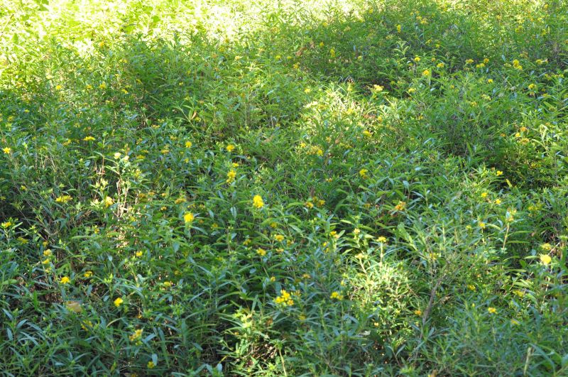 Hypericum kalmianum 'Gemo' - Johanniskraut 'Gemo'