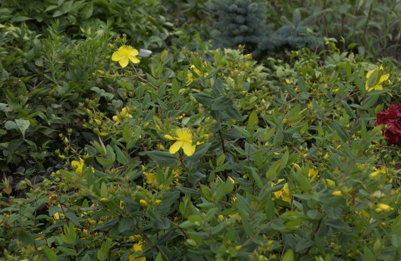 Hypericum kouytchense - Johanniskraut kouytchense
